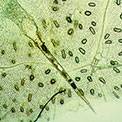 leaf cells